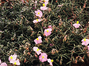 Vivers Càrex - Helianthemum apeninum